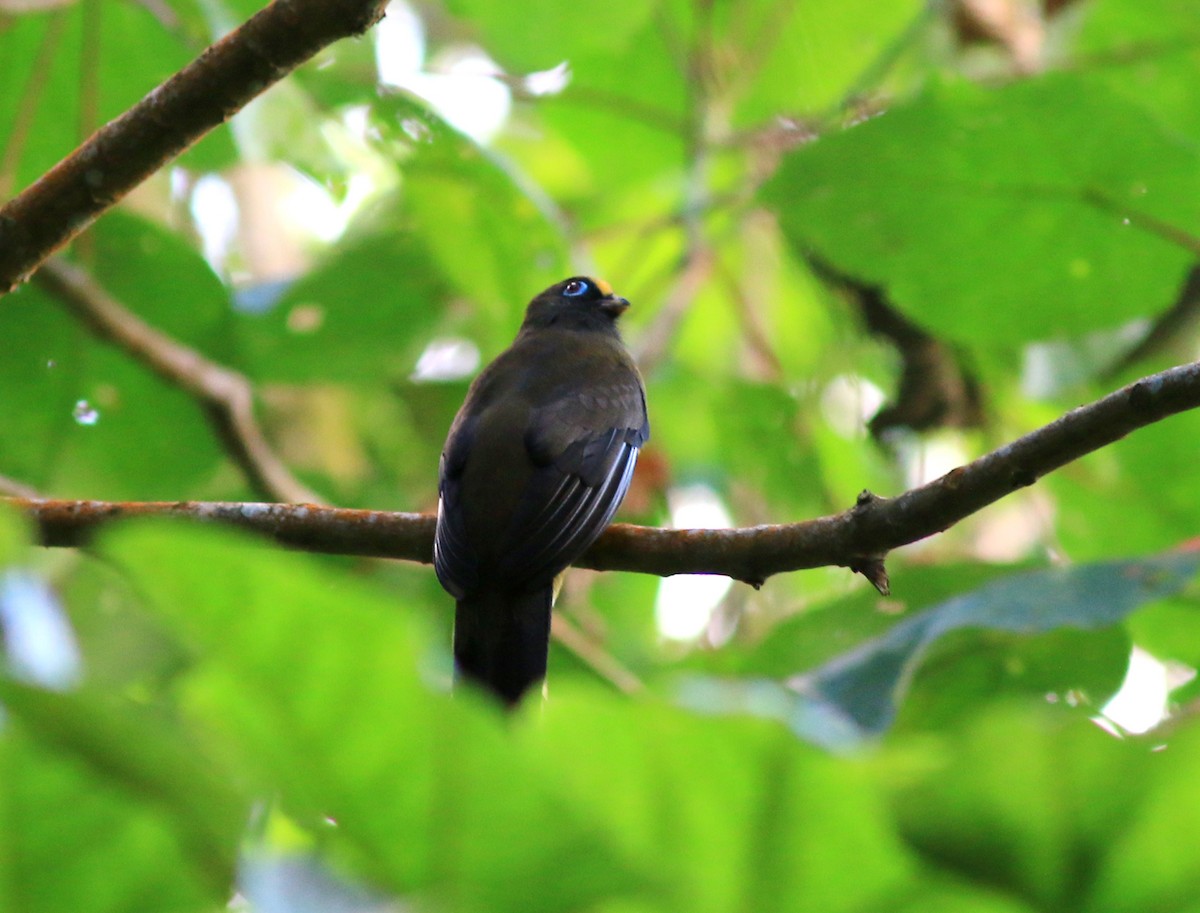 Ward's Trogon - ML77939601