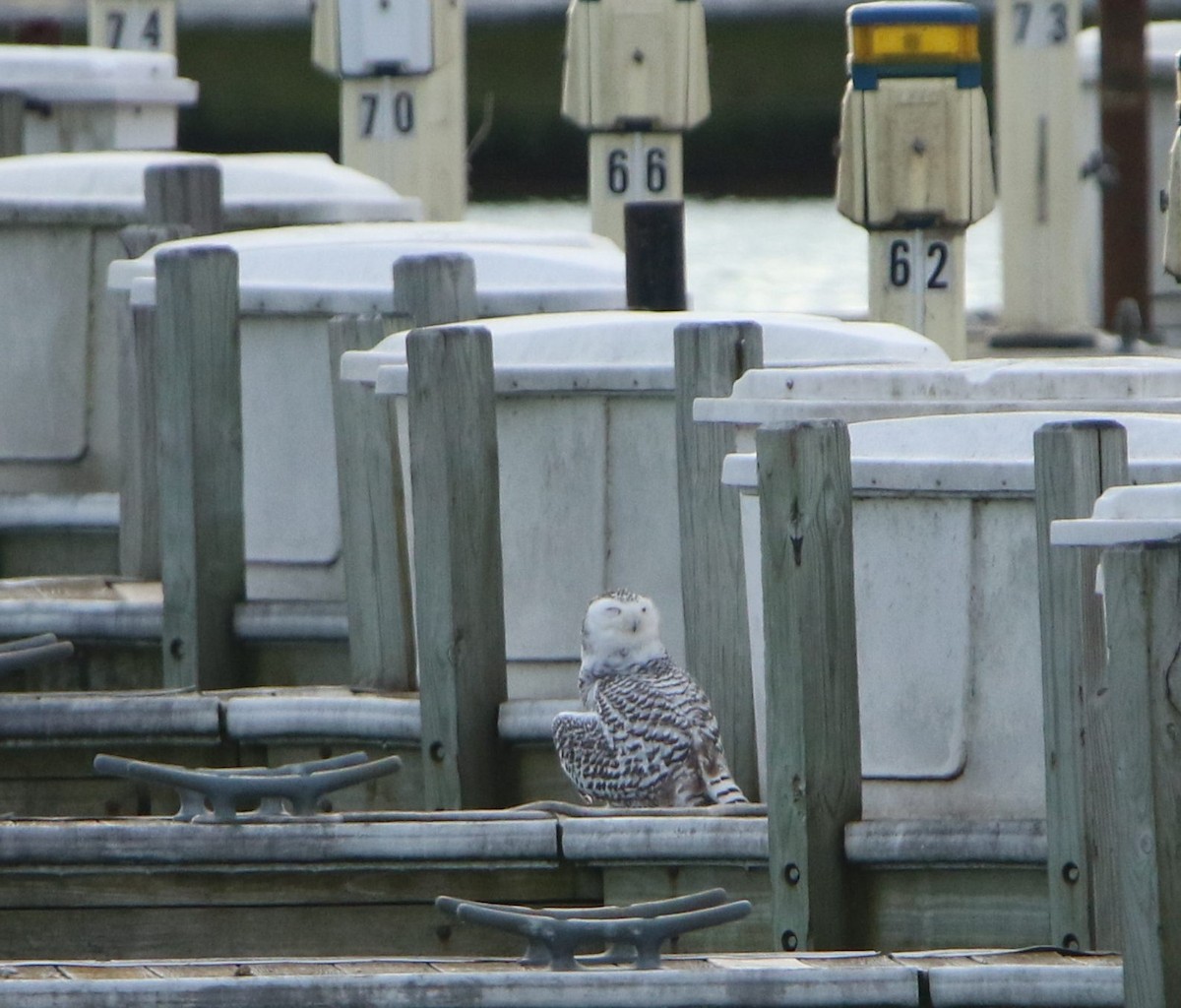 Snowy Owl - Diane Eubanks