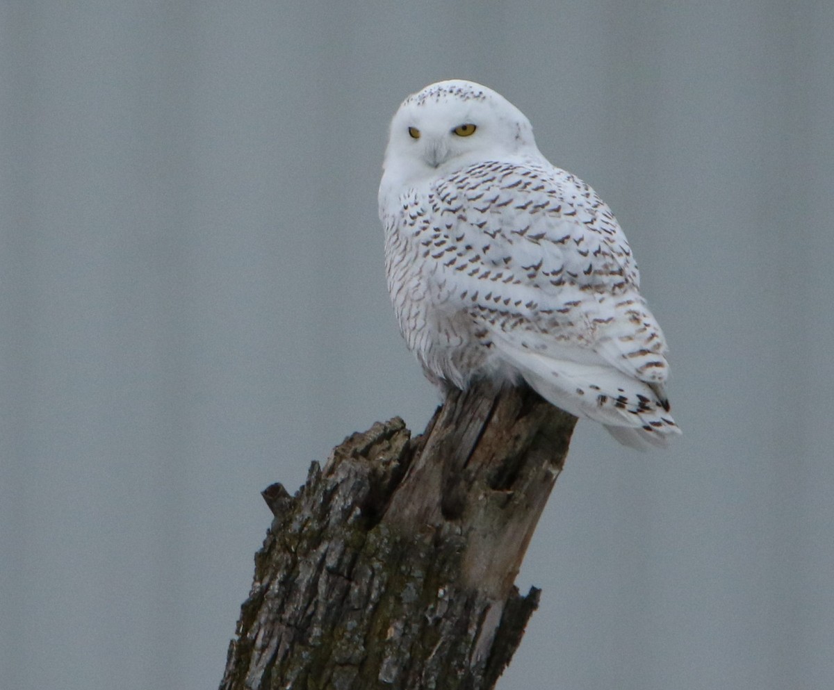 Snowy Owl - Diane Eubanks