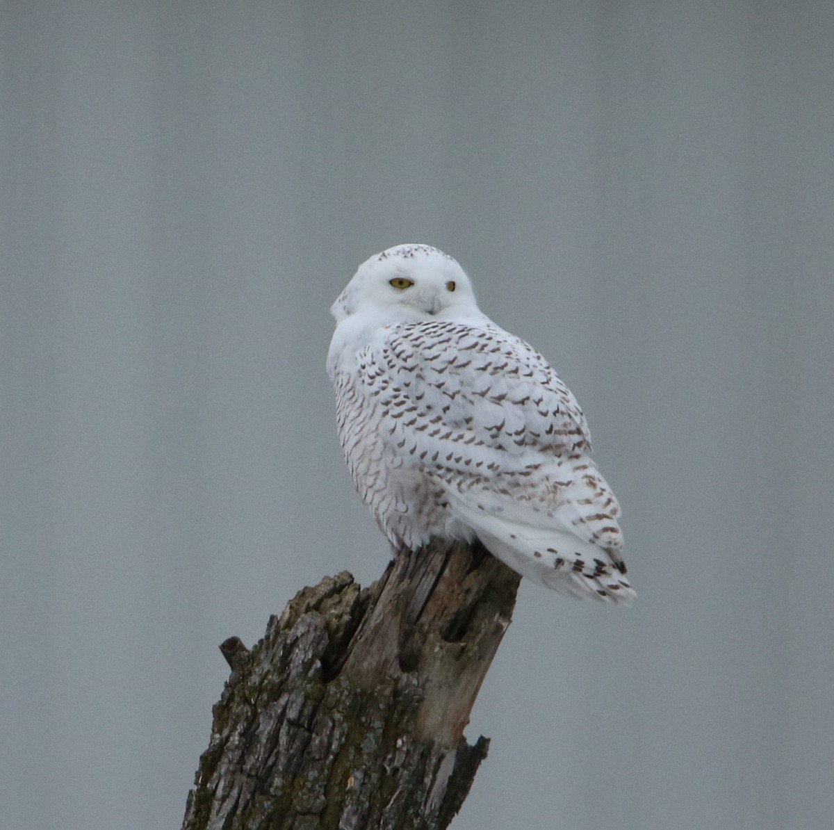 Snowy Owl - Diane Eubanks