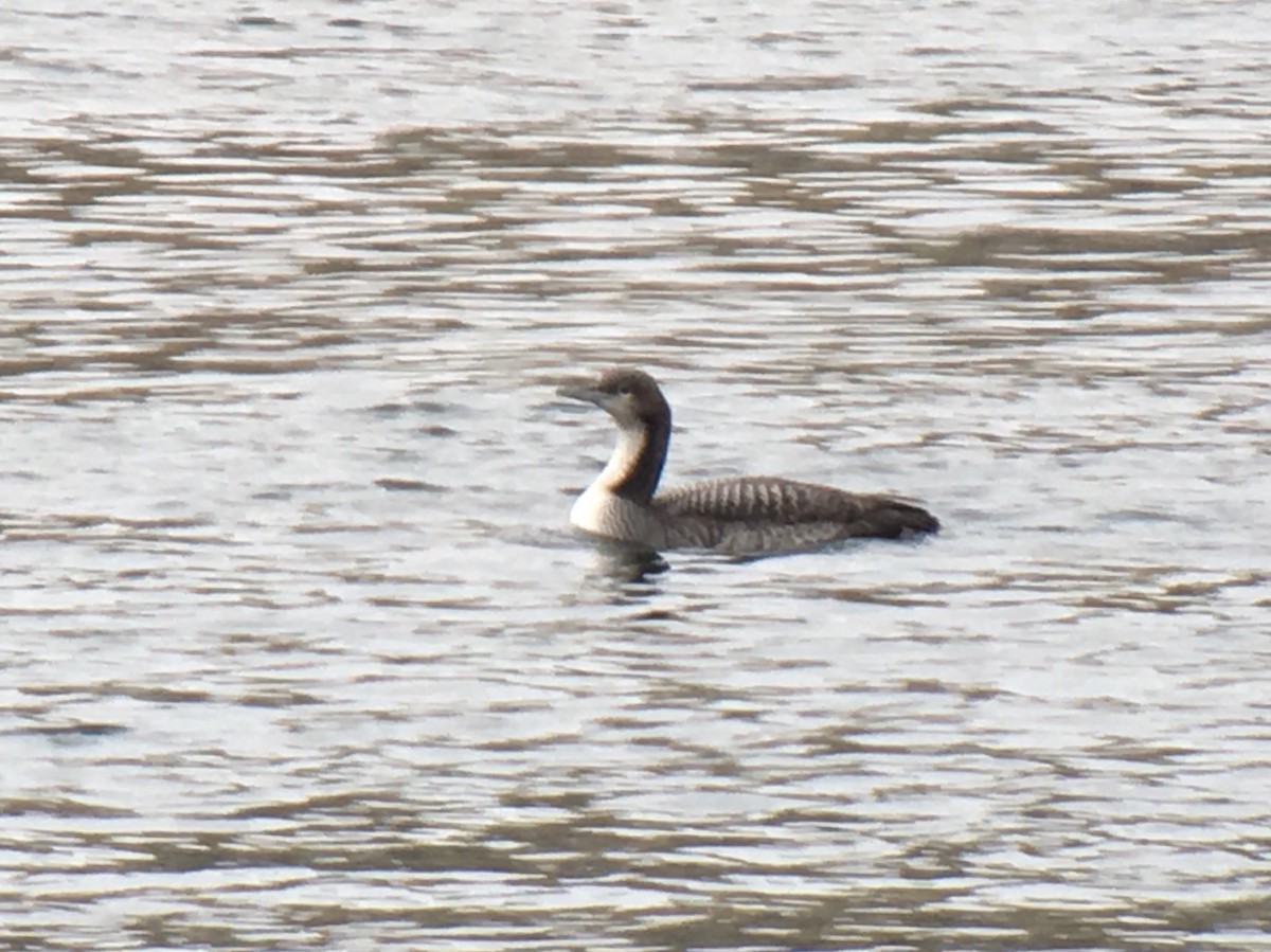 Pacific Loon - ML77946131