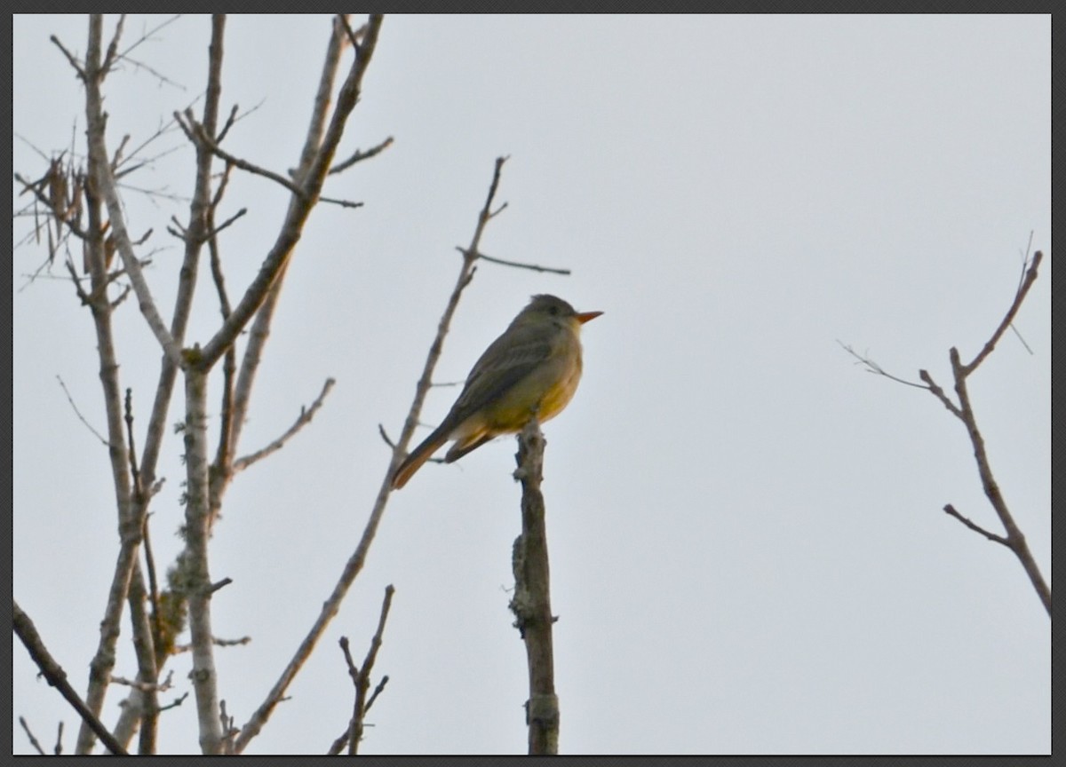 Greater Pewee - ML77947641