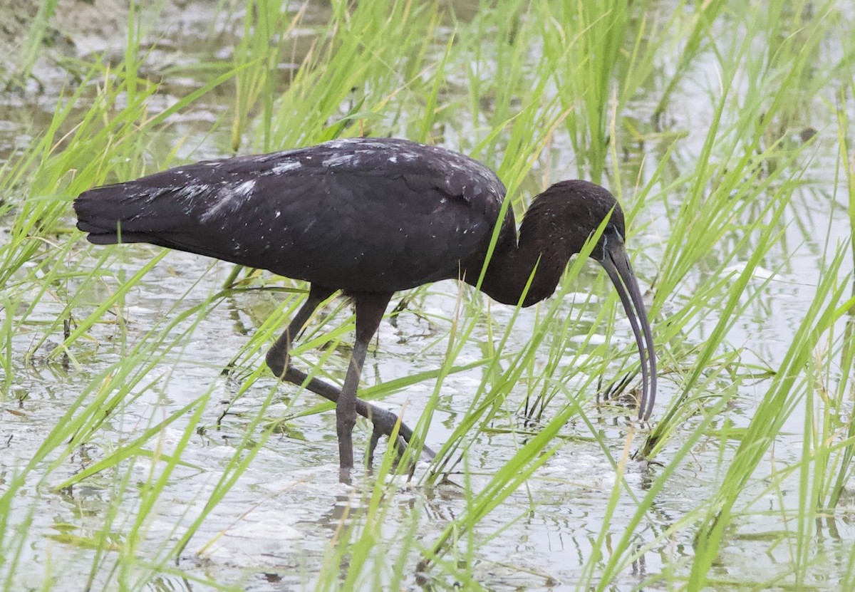 Ibis falcinelle - ML77947941