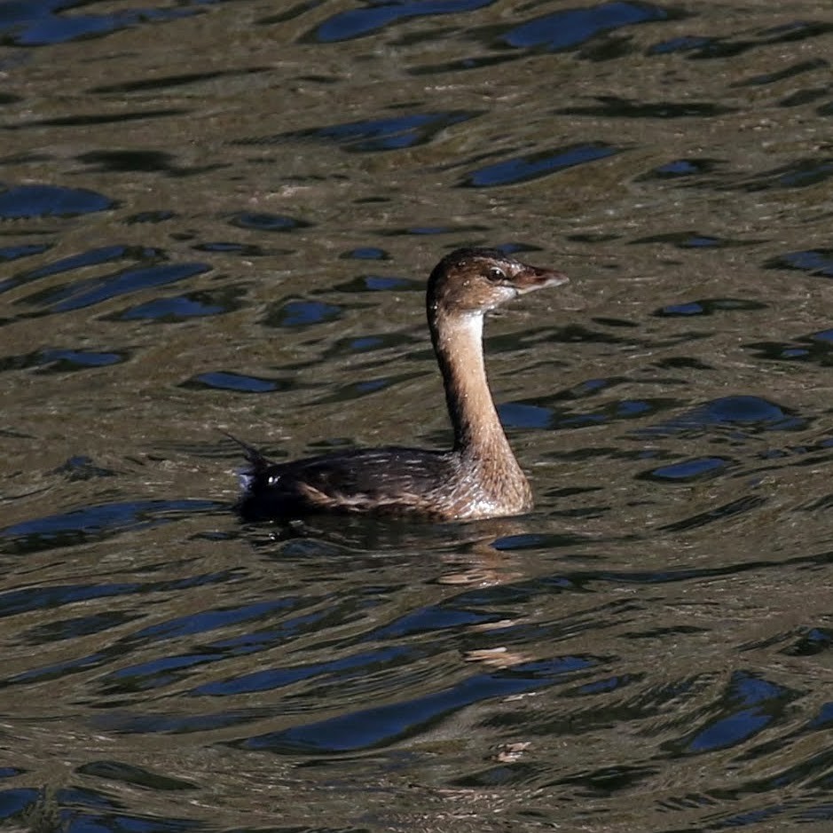 Pied-billed Grebe - ML77948011