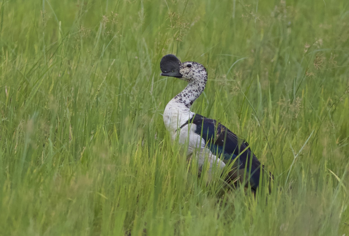 Knob-billed Duck - jaya samkutty