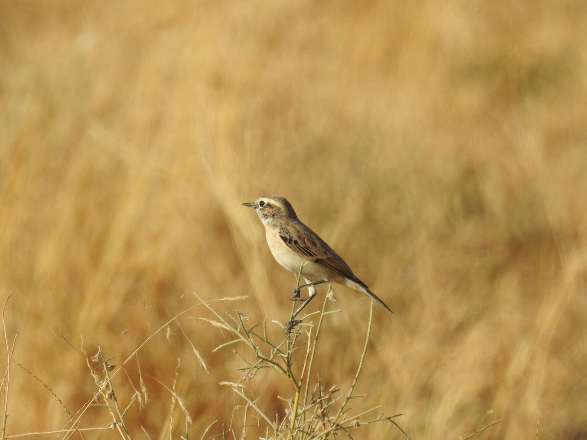 White-browed Bushchat - ML77948051