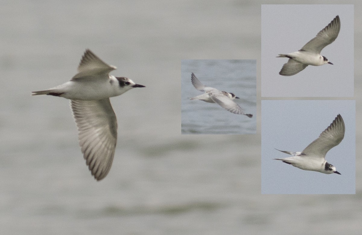 Whiskered Tern - ML77948611