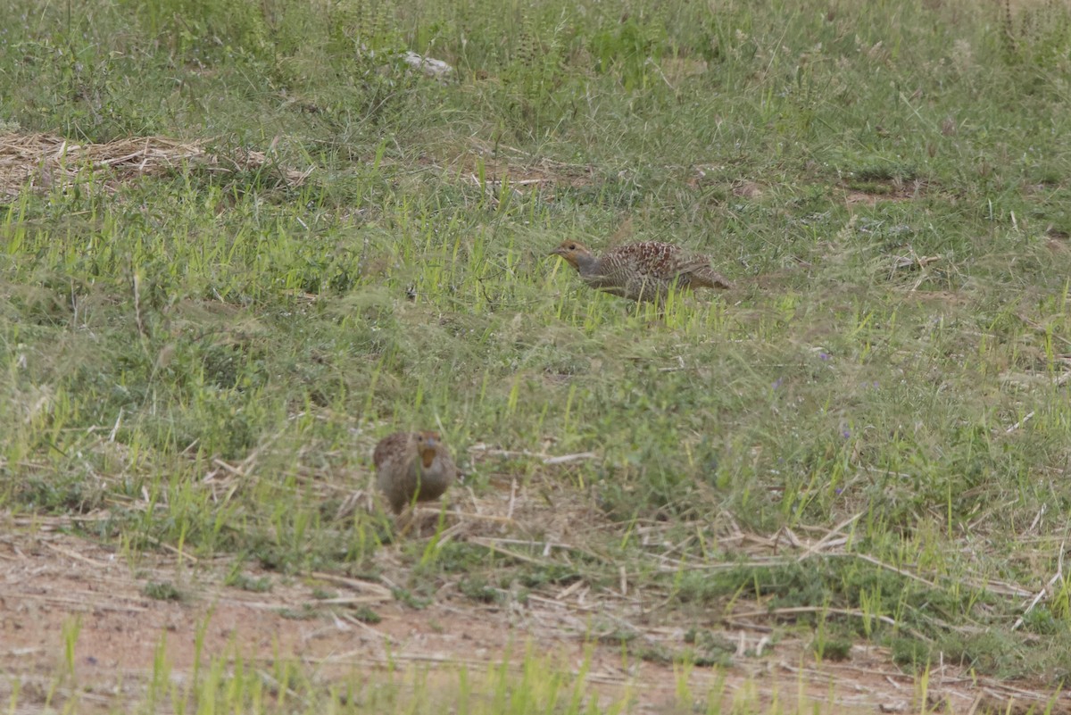 Gray Francolin - ML77949771