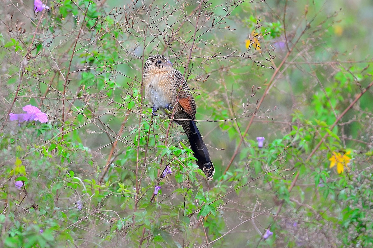 Lesser Coucal - Weber Tsai