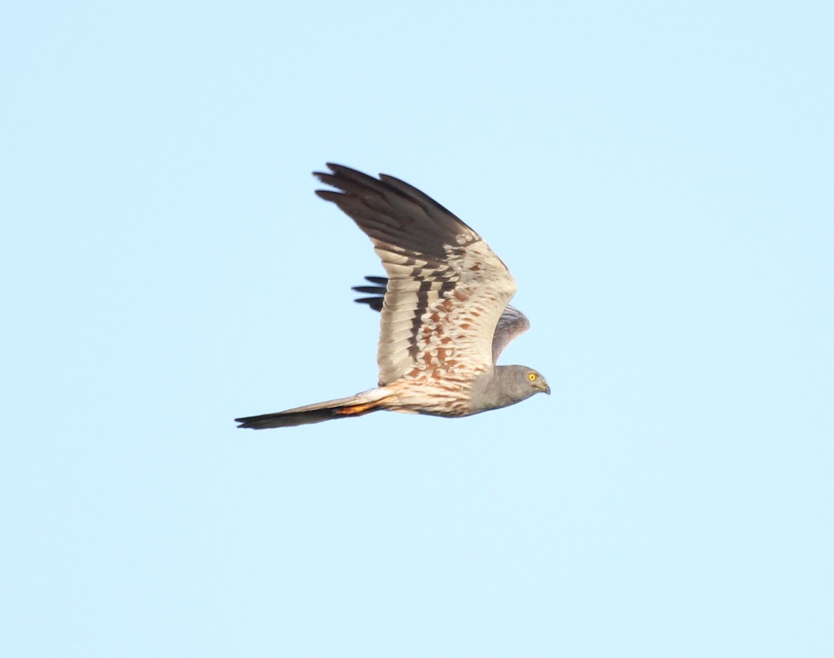 Montagu's Harrier - ML77951261