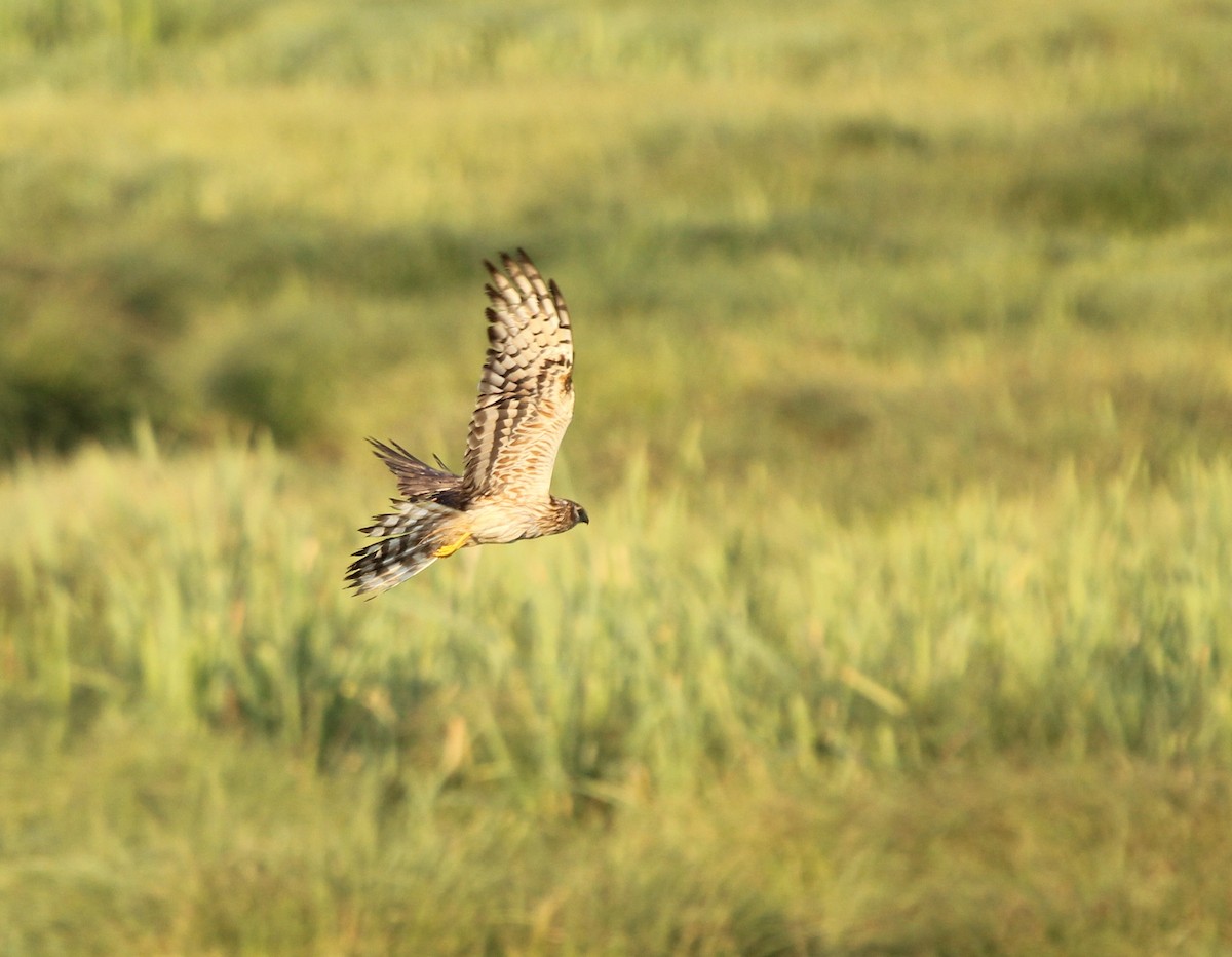 Montagu's Harrier - ML77951271