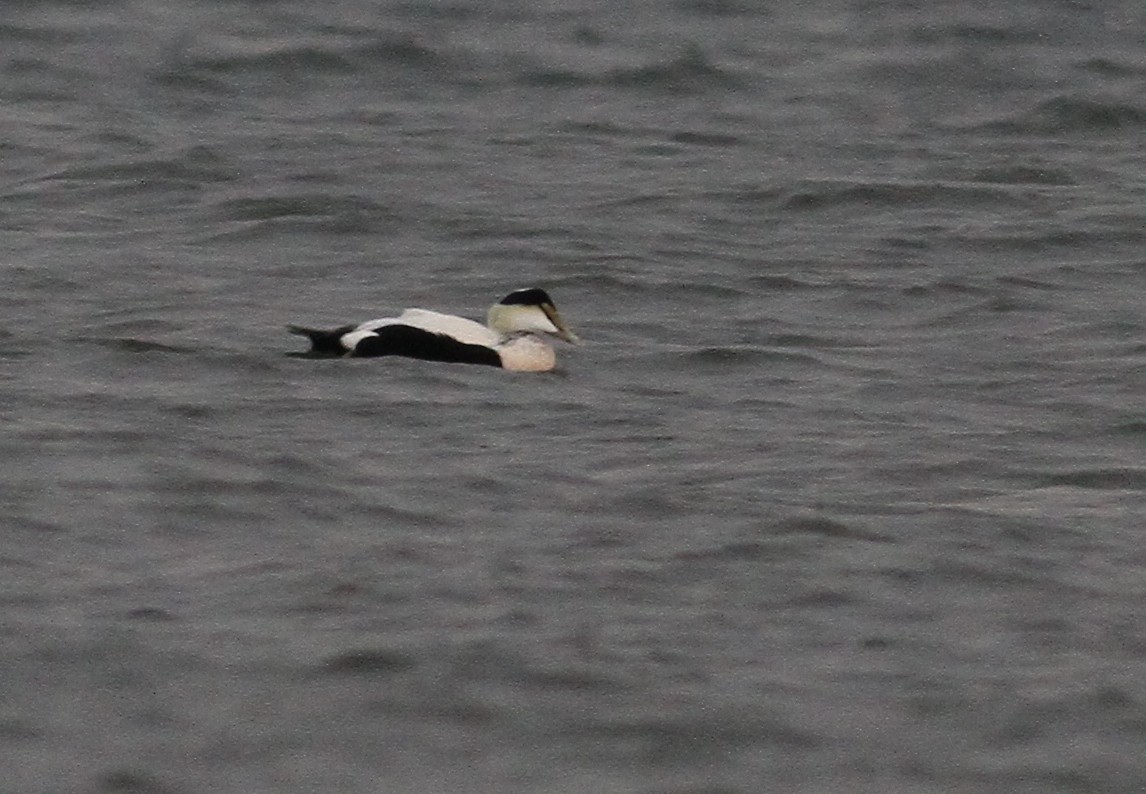 Common Eider - ML77951301