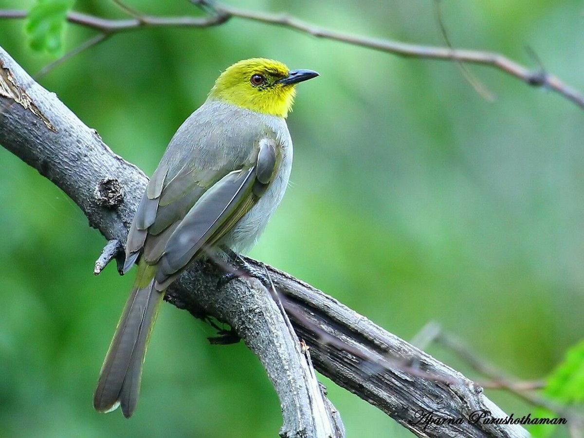 Yellow-throated Bulbul - ML77952121