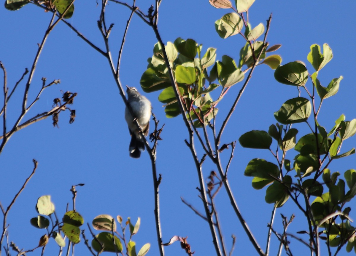 Brown-backed Scrub-Robin - ML77952521