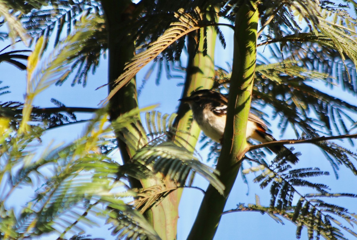 Brown-backed Scrub-Robin - ML77952531