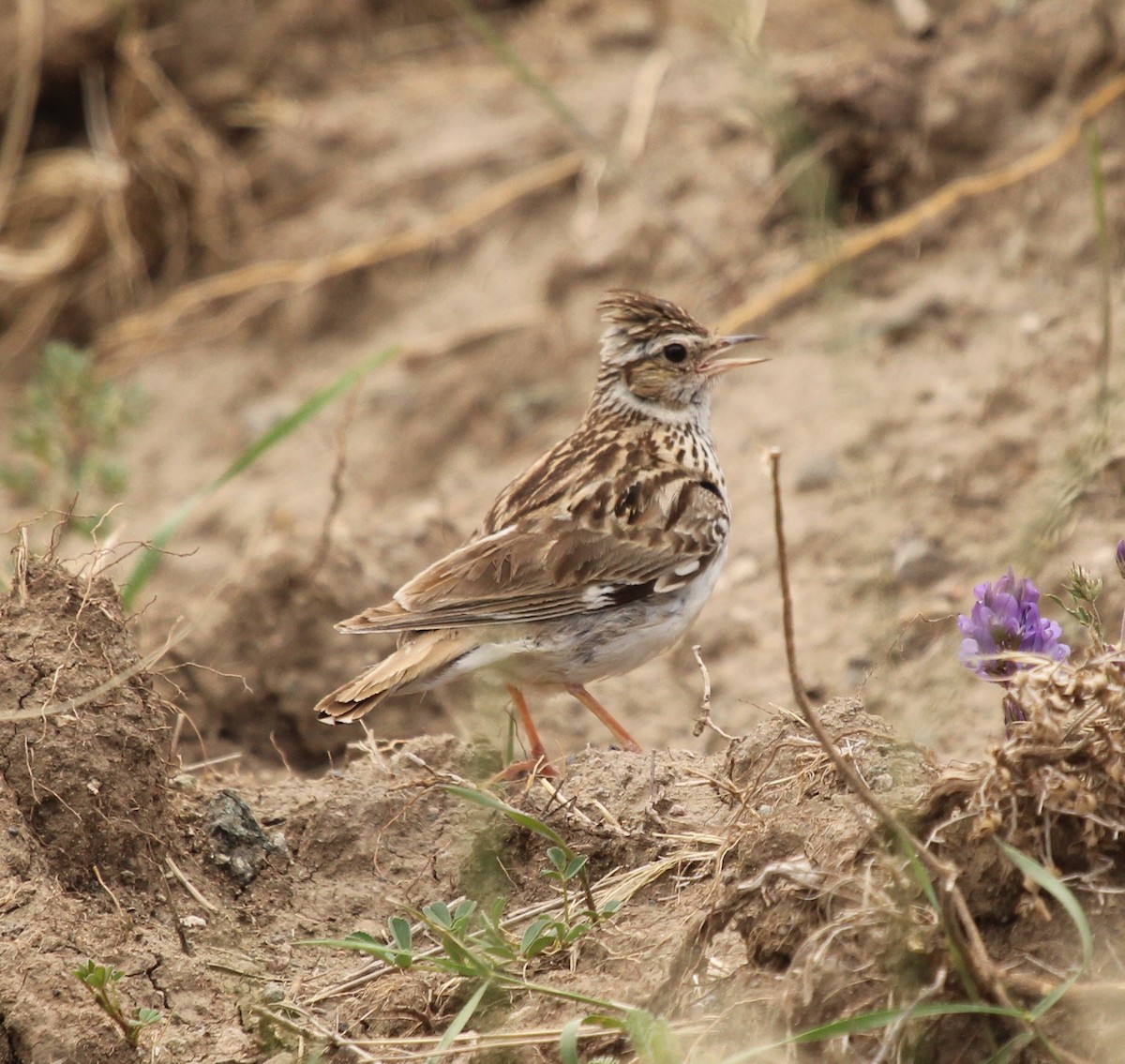 Wood Lark - ML77952581