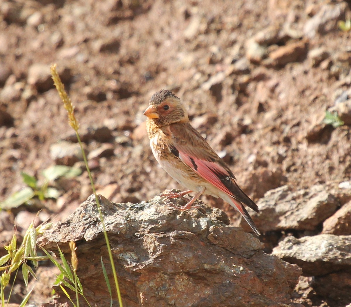 Crimson-winged Finch - ML77952681