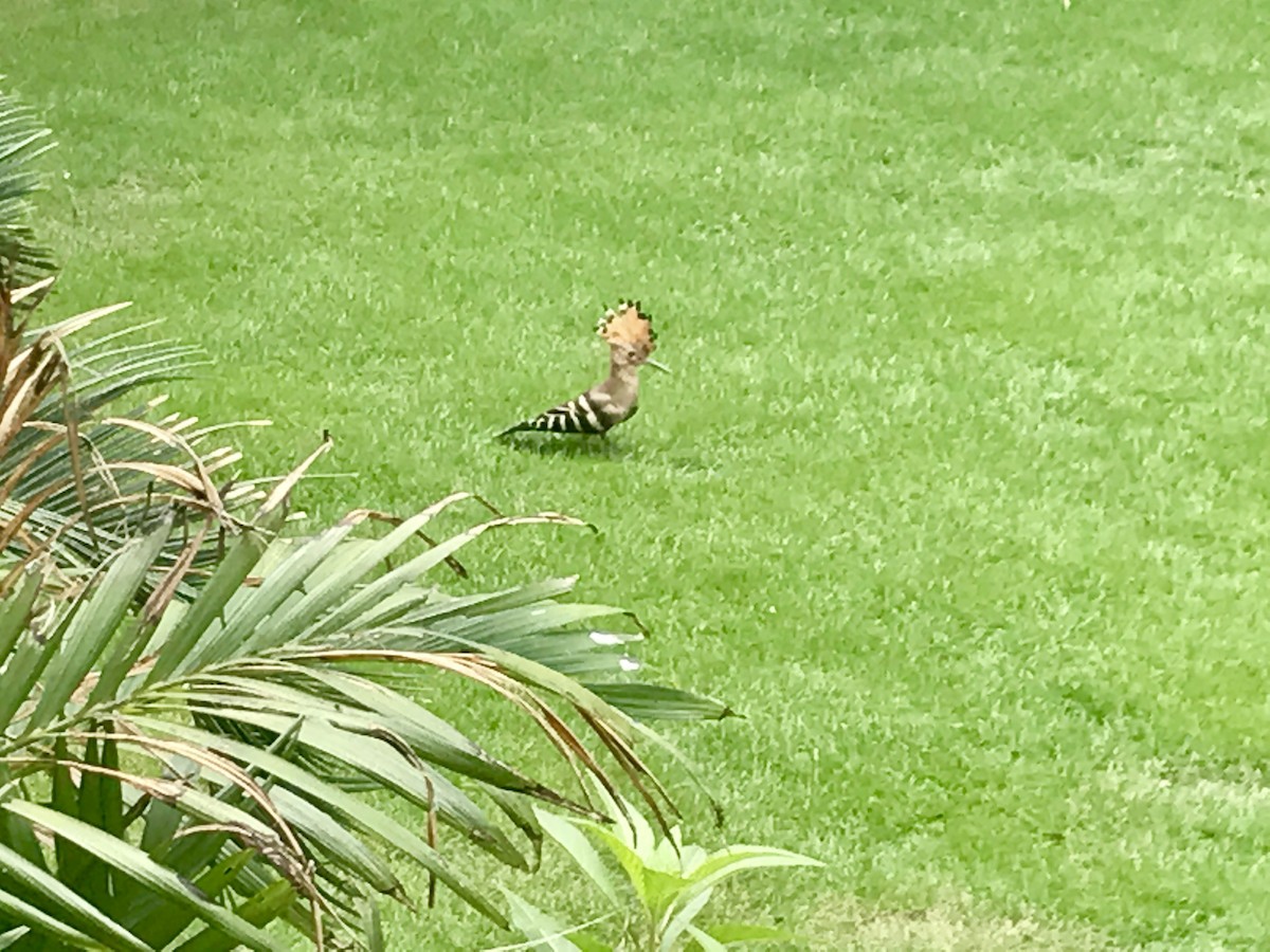 Eurasian Hoopoe - ML77952771