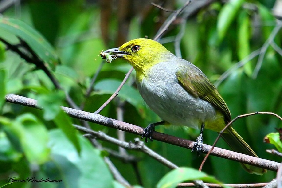 Yellow-throated Bulbul - ML77953011