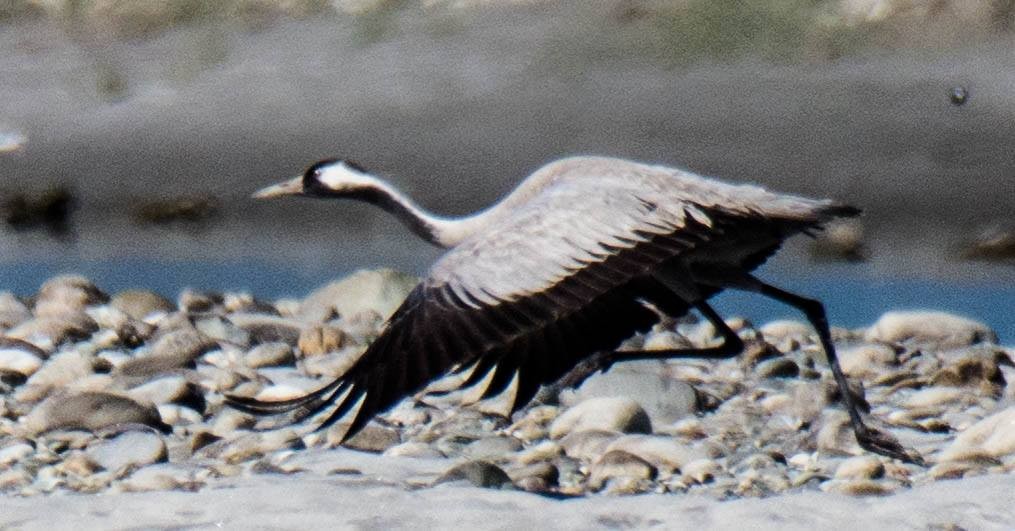 Common Crane - ML77955311