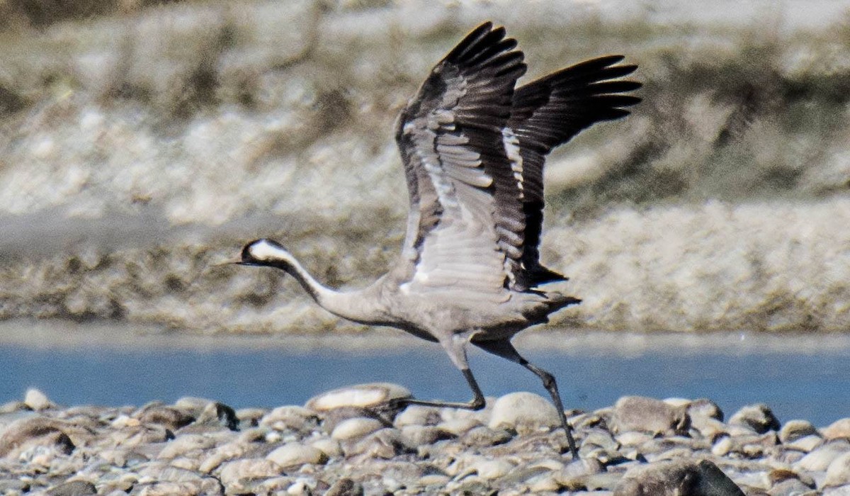 Common Crane - ML77955321