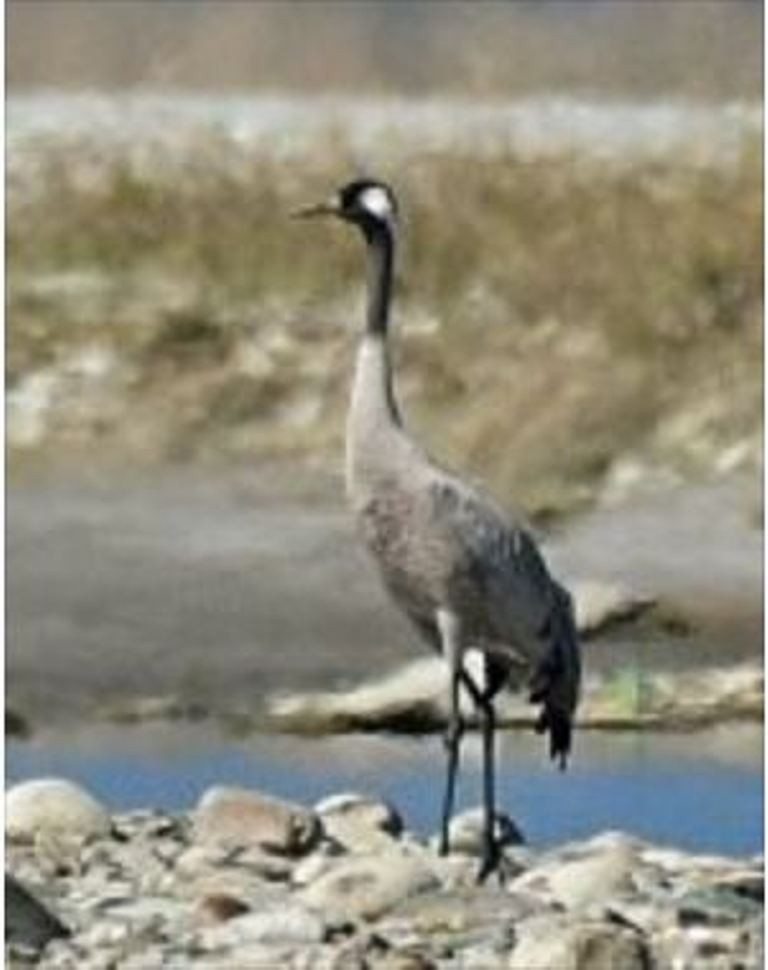 Common Crane - ML77955401