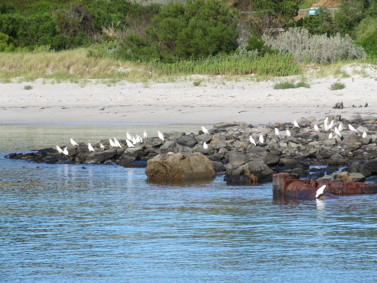 Cacatoès corella - ML77955661