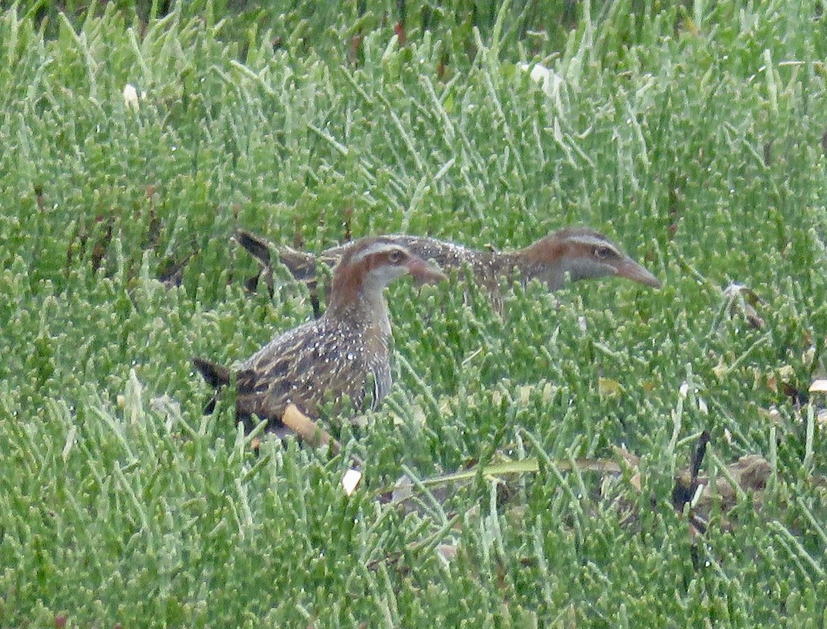 ナンヨウクイナ - ML77956171