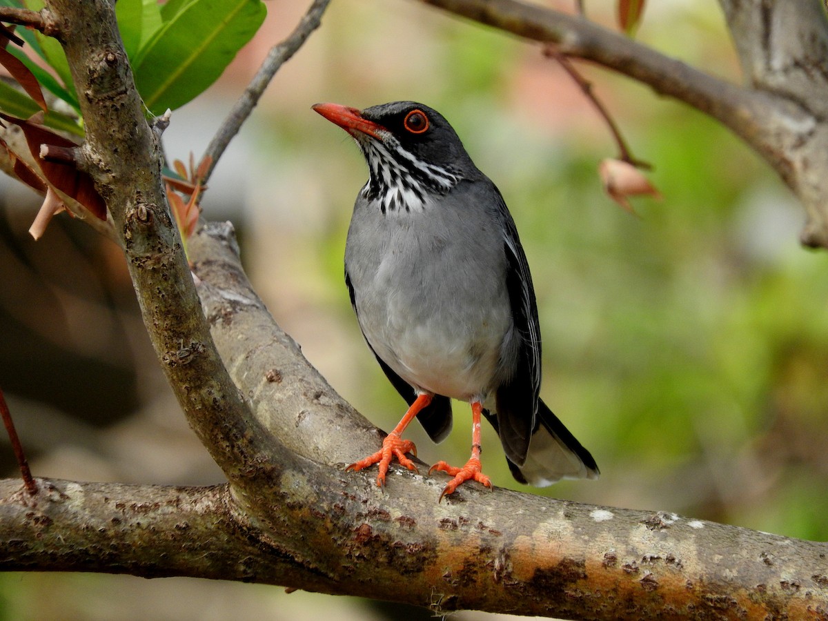 Red-legged Thrush - Eric Haskell