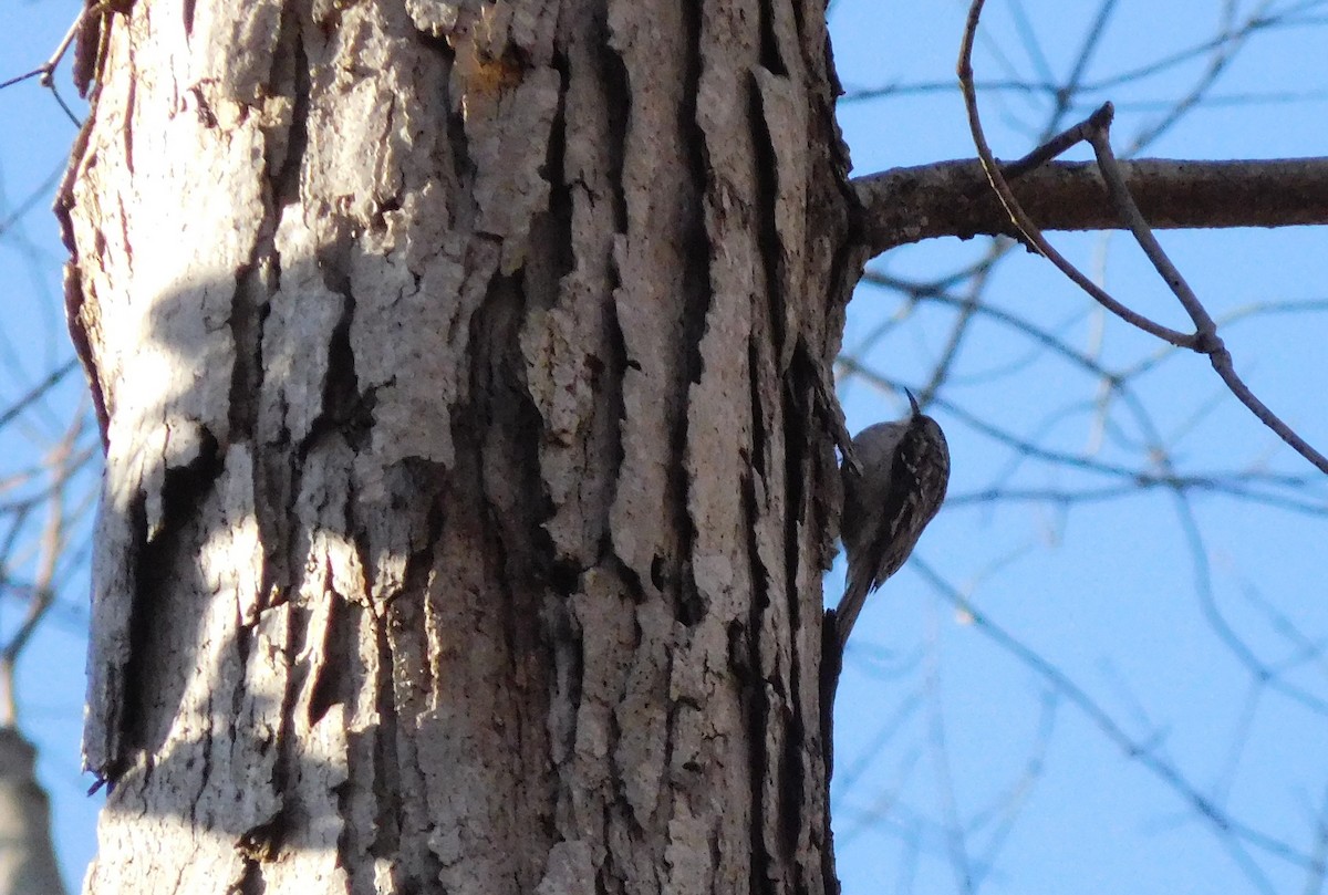 Brown Creeper - ML77958491