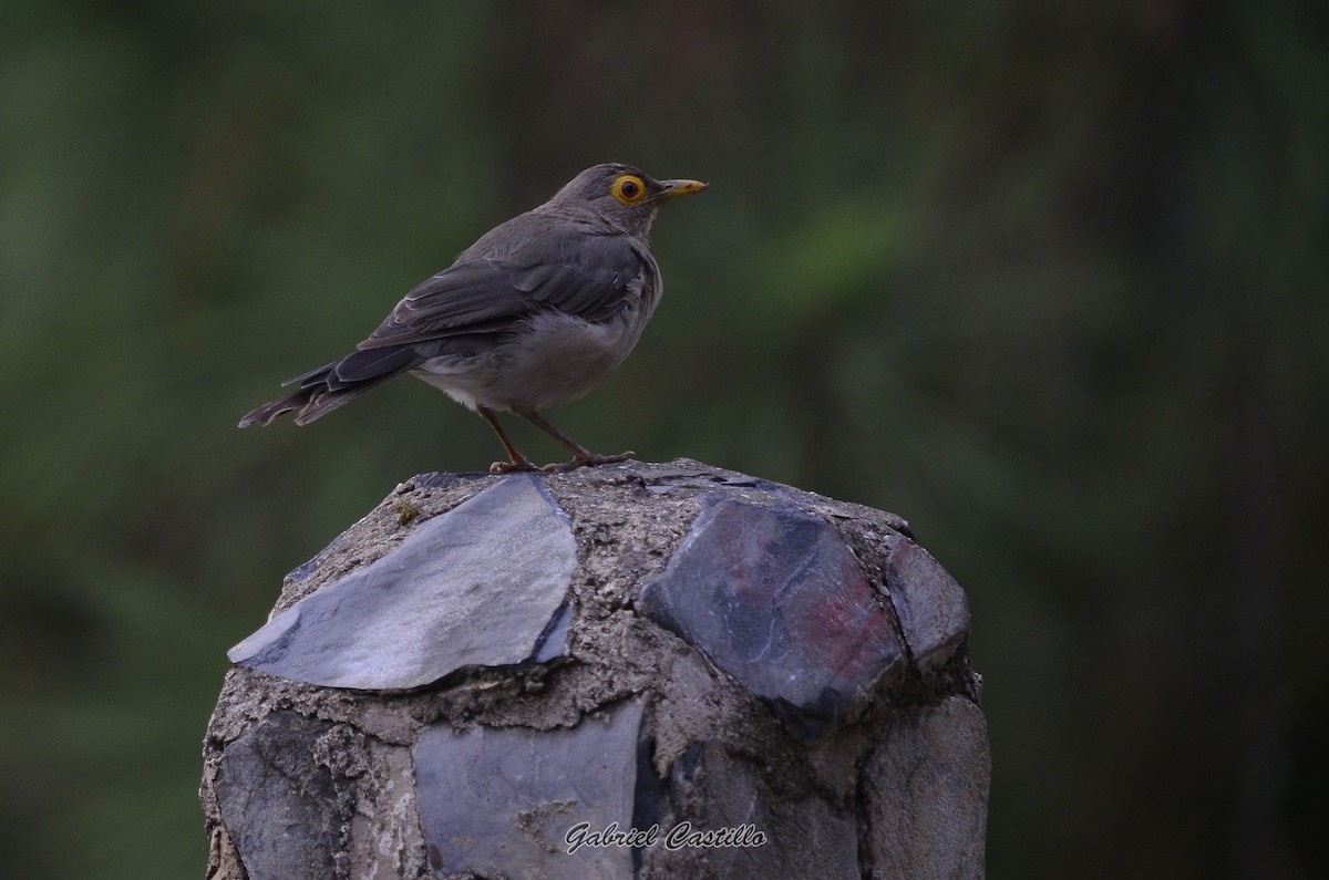 Spectacled Thrush - Gabriel Castillo Romero