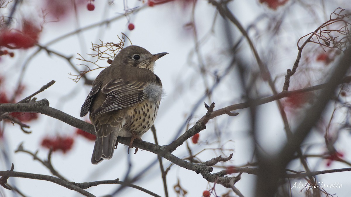 Mistle Thrush - ML77961251