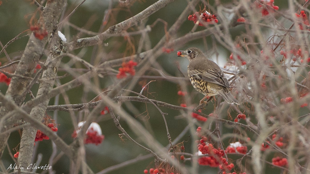 Mistle Thrush - Alain Clavette