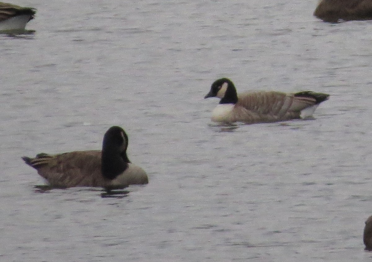 Cackling Goose (Richardson's) - ML77961871