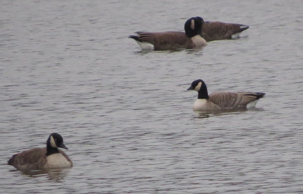 Cackling Goose (Richardson's) - ML77961891