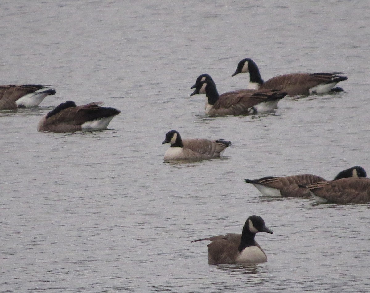 Cackling Goose (Richardson's) - ML77961911