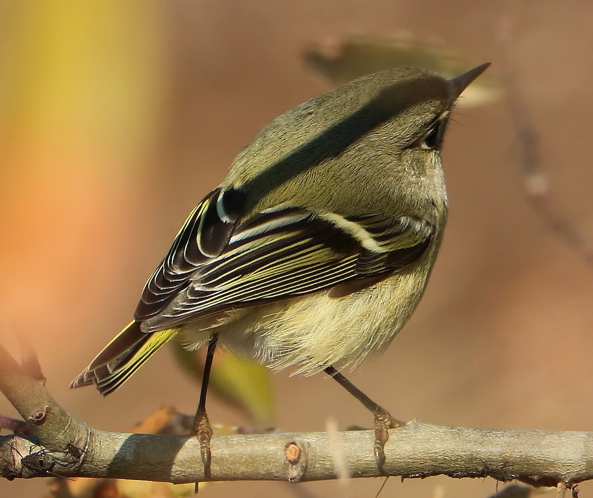 Ruby-crowned Kinglet - ML77962411