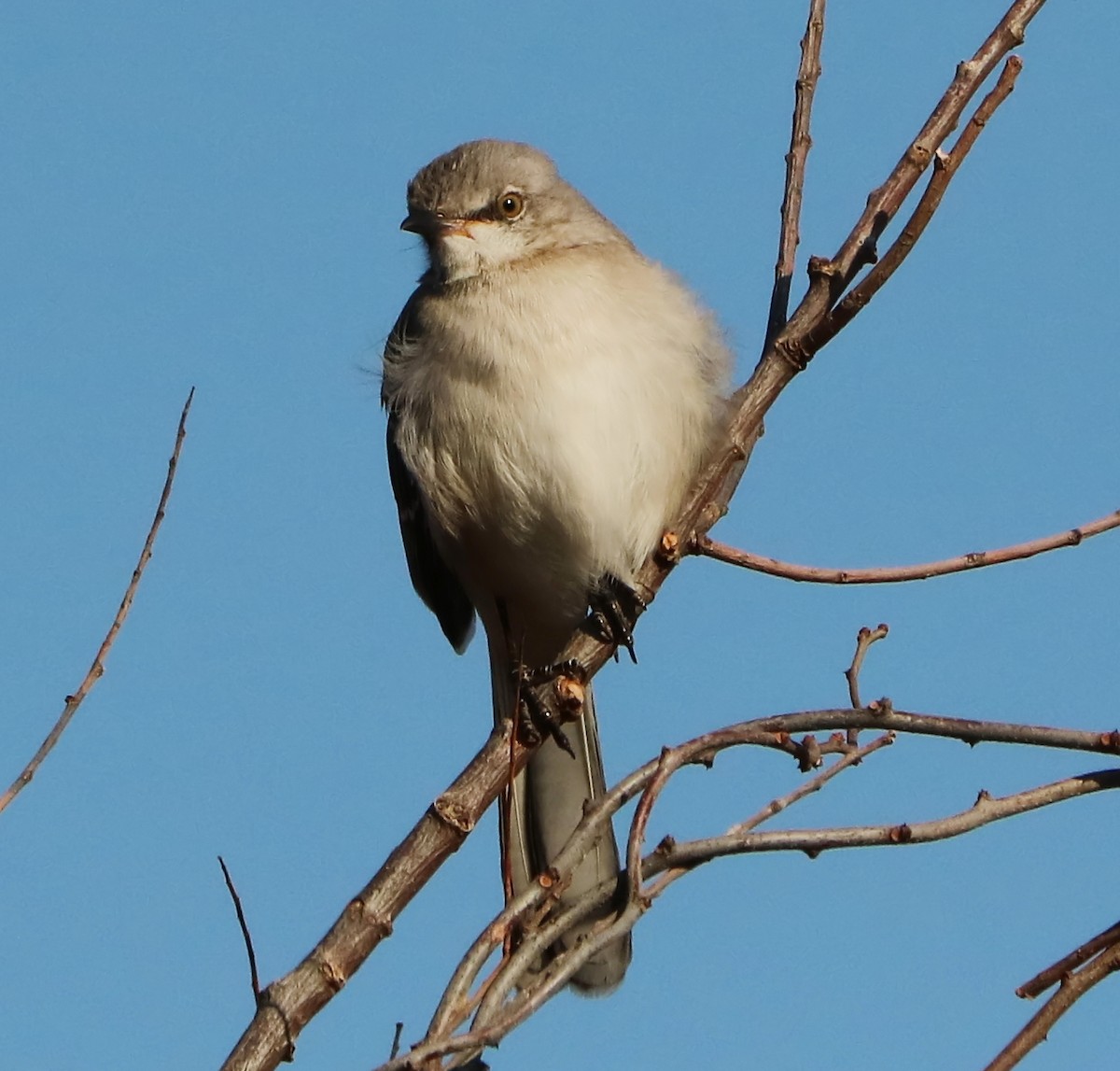 Northern Mockingbird - ML77962541