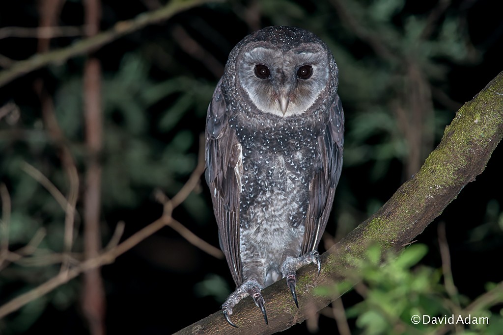 Sooty Owl - David Adam