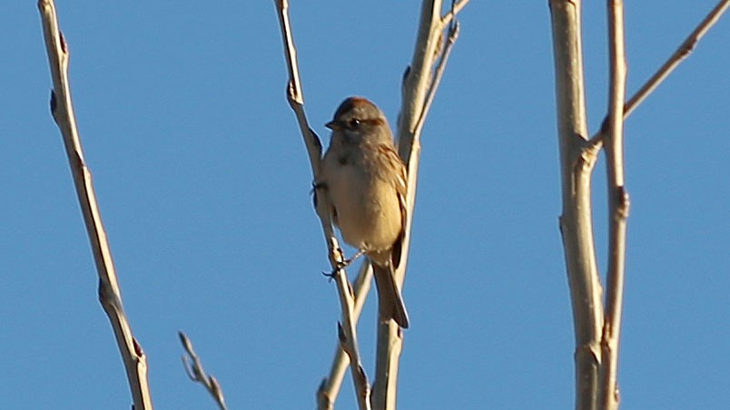 American Tree Sparrow - ML77963111