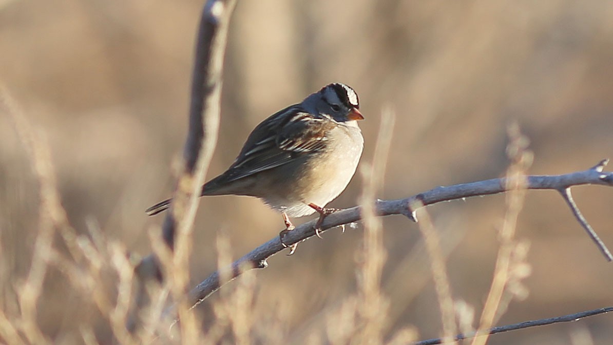 White-crowned Sparrow - ML77963461