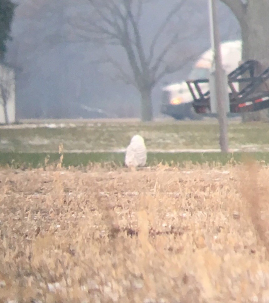 Snowy Owl - ML77963641