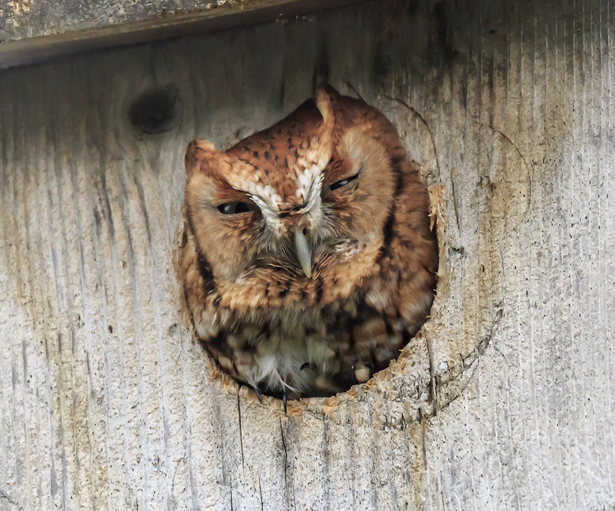 Eastern Screech-Owl - ML77964011