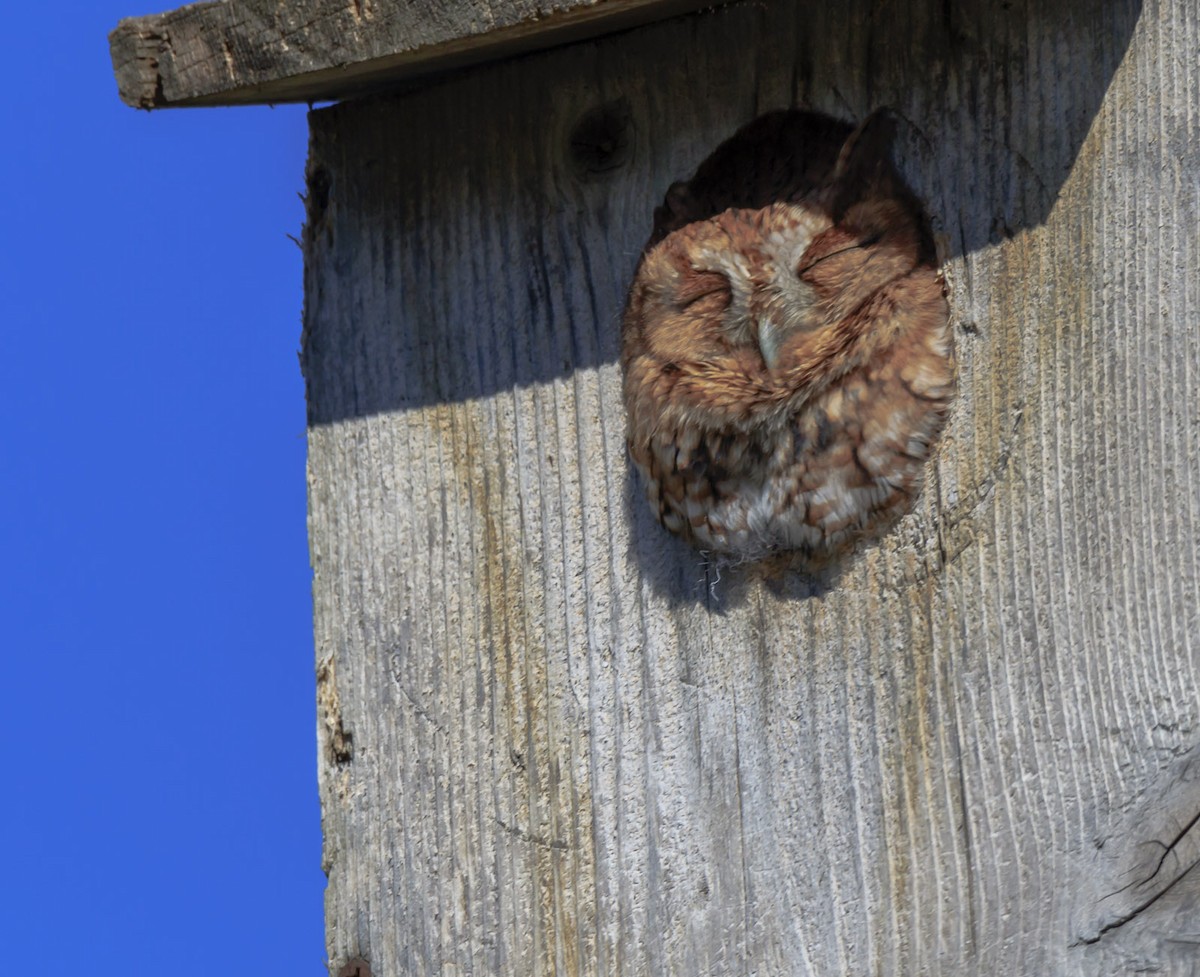 Eastern Screech-Owl - ML77964081