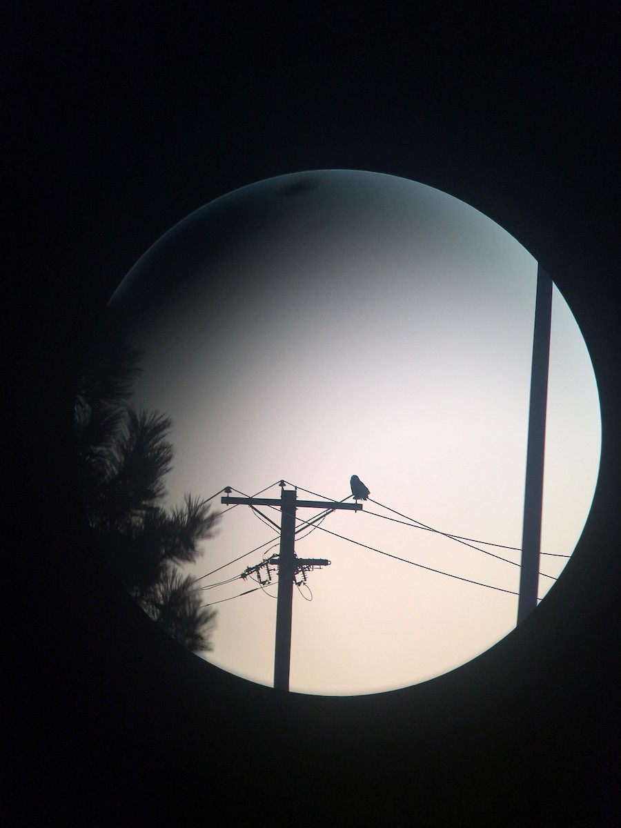 Snowy Owl - ML77964191