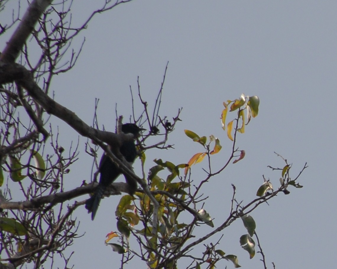 Square-tailed Drongo-Cuckoo - ML77964731