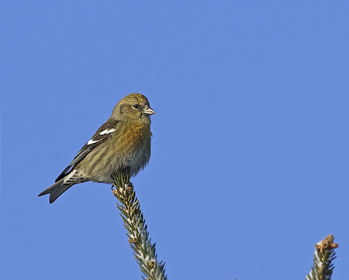 White-winged Crossbill - Jack & Holly Bartholmai