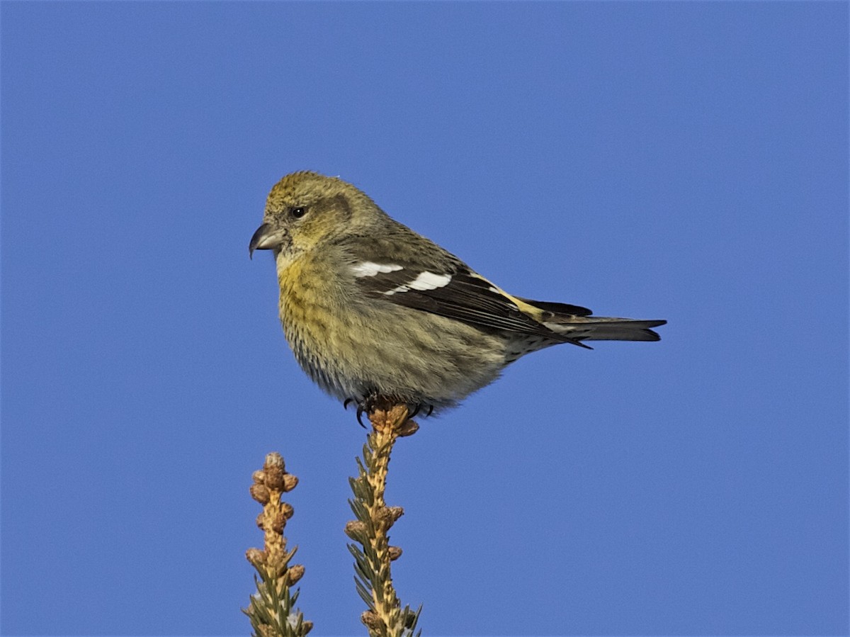 White-winged Crossbill - Jack & Holly Bartholmai