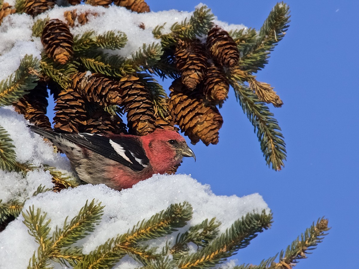 White-winged Crossbill - Jack & Holly Bartholmai