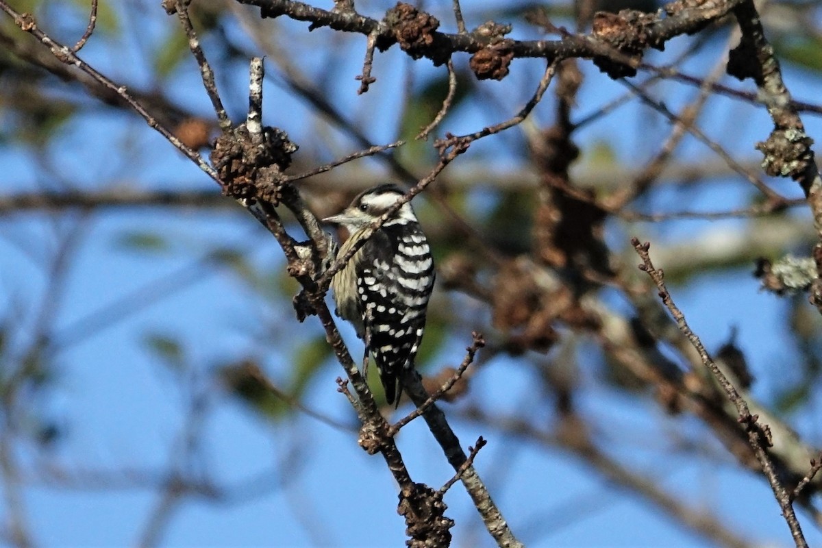 Gray-capped Pygmy Woodpecker - Martin Brookes